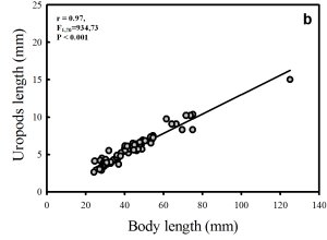 Graph showing that for small animals, uropod length is proportional to animal size, but for bigger animals this is not so clear.  Click for larger version