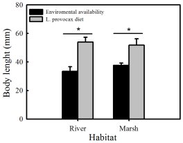 Graph showing that the otters seem to pick the larger crayfish.  Click for larger version