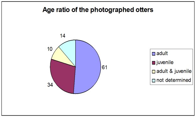 Pie cvhart showing that over half the otters photographed were adults, and more than a quarter juveniles; the rest were either adults with juveniles or not determined