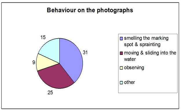 Pie chart showing over a third of activity was smelling the marking spot and sprainting, and a third was moving and sliding into the water; the rest was observing or other behaviour