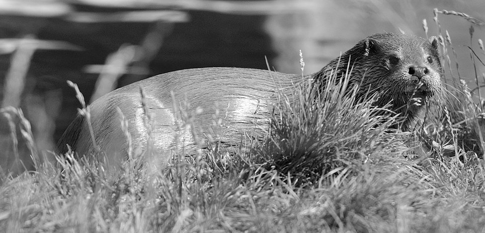 La loutre - Vienne Nature