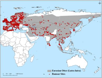 Map of the Eastern hemisphere showing otter distribution over most of Eurasia excepting the far north of Russia, Bulgaria, Roumania, Turkey, southern Saudi Arabia, central and western India, Japan and Indonesia apart from Sumatra and Java.  Ramsar sites are concentrated in weatern, northern and central Europe, with more in northwest Africa, and a fairly even but more sparse scattering over the rest of the range.  Click for larger version.