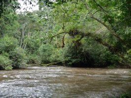 Turbid, brown river with dense vegetation on banks and fallen trees leaning out into channel. There are no level bankside areas because the vegetation is both tall and dense.  Click for larger version