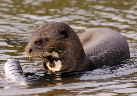 Giant otter lying in shallow water holding a half-eaten fish in its front paws..