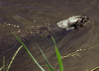 Lontra longicaudis - ©Nicole Duplaix