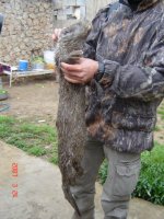 Dead otter held up by hunter.  Specimen is wet and fur is ruffled.  The tail is bent.  Click for larger version.