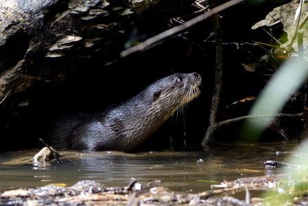 Otter partly out of the water; white moustache, chin and throat clearly visible.  Click for larger version