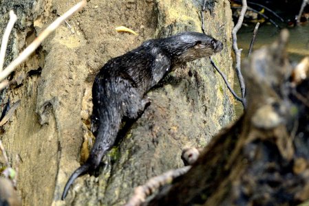 Otter climbing sloping tree trunk, fully out of water; dark coat and white throat clearly visible; long snaky body and head profile also clear.  Click for larger version.