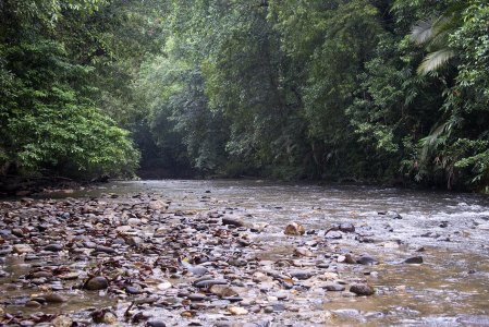 Shallow, rapid, winding river with stony bed, exposed gravel stretches and dense forest overhanging the banks.  Click for larger version. 