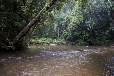 Deeper, fast-flowing river with confluence; desnse vegetation on shallow banks, overhanging trees,   Click for larger version. 