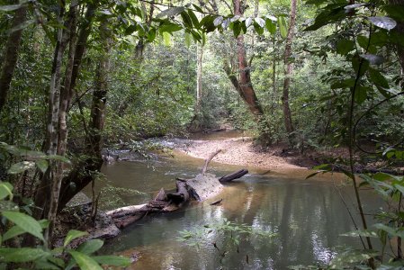 Curve in Shallow stream with gravel bar and rapids across it.  Fallen tree partly submerged in middle of picture, with other flood debris caught up against it.  Gravel or sand stream bed.  Dense but not impenetrable shrub vegetaion with larger trees.  Click for larger version.