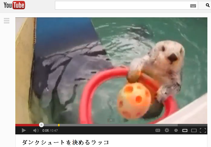 Otter plays basketball to help his arthritis!