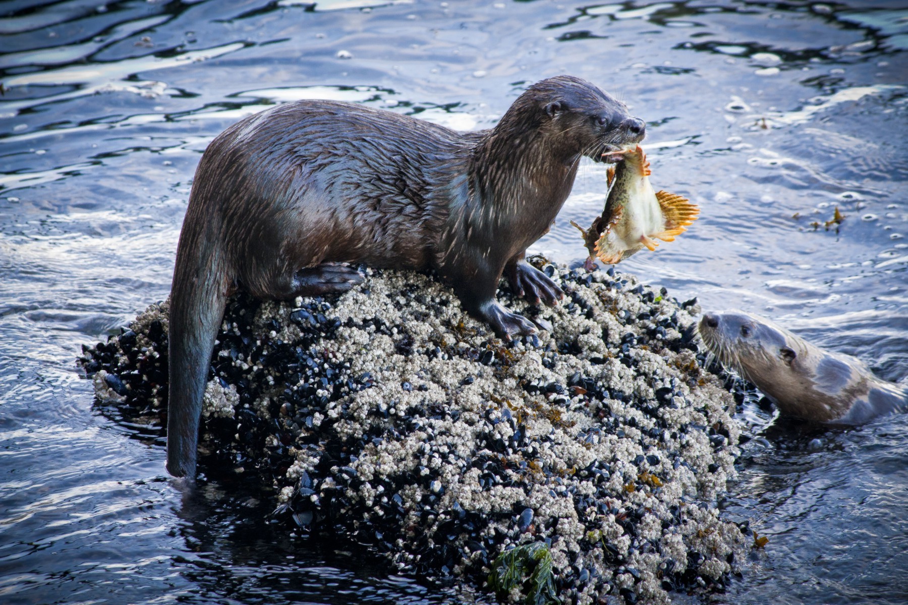 Lontra canadensis - © Nesime Askin (OERS)