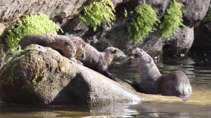 Adult female otter lying in shallow water passing a fish to one of her two cubs who aer both on a rock by the side of the river.  Click for larger version.