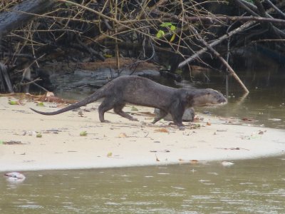 Side view of whole otter walking along sandbank, sohwing the long, slender, sinous body.  In the closer view, the large nostrils, lack of shiny rhinarium and white moustache and chin are clear. Click for larger version.