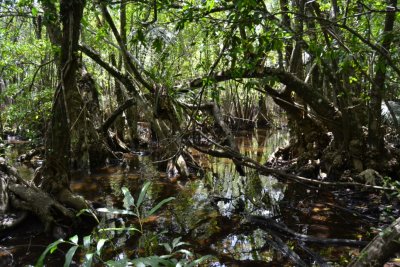 Dense, floooded mangrove swamp with many fallen trees and interwoven branches. Click for larger version.