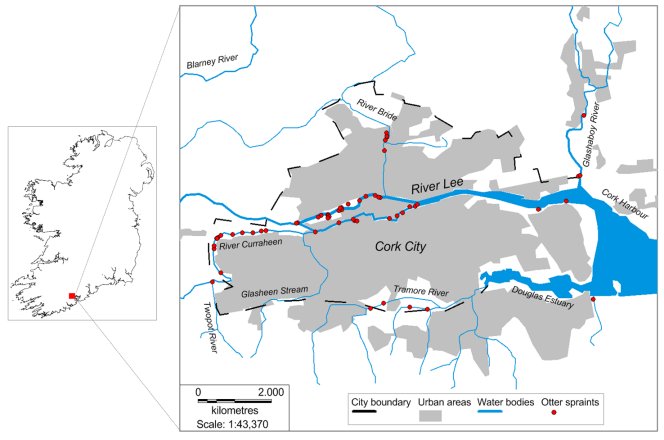 Map showing the location of Cork on the southern coast of Ireland, and the River Lee and its tributaries running through Cork; confirmed spraint locations are shown on the upper part of the Lee, where it splits into tributaries, and the harbour, all heavily urbanised.  Click for larger version.