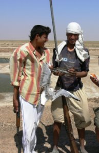 Two fishermen, one holding white gull, one with duck, and very long barrelled shotgun, more than 2m long.  Click for larger version.