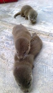 Three otter cubs.Click for larger version.