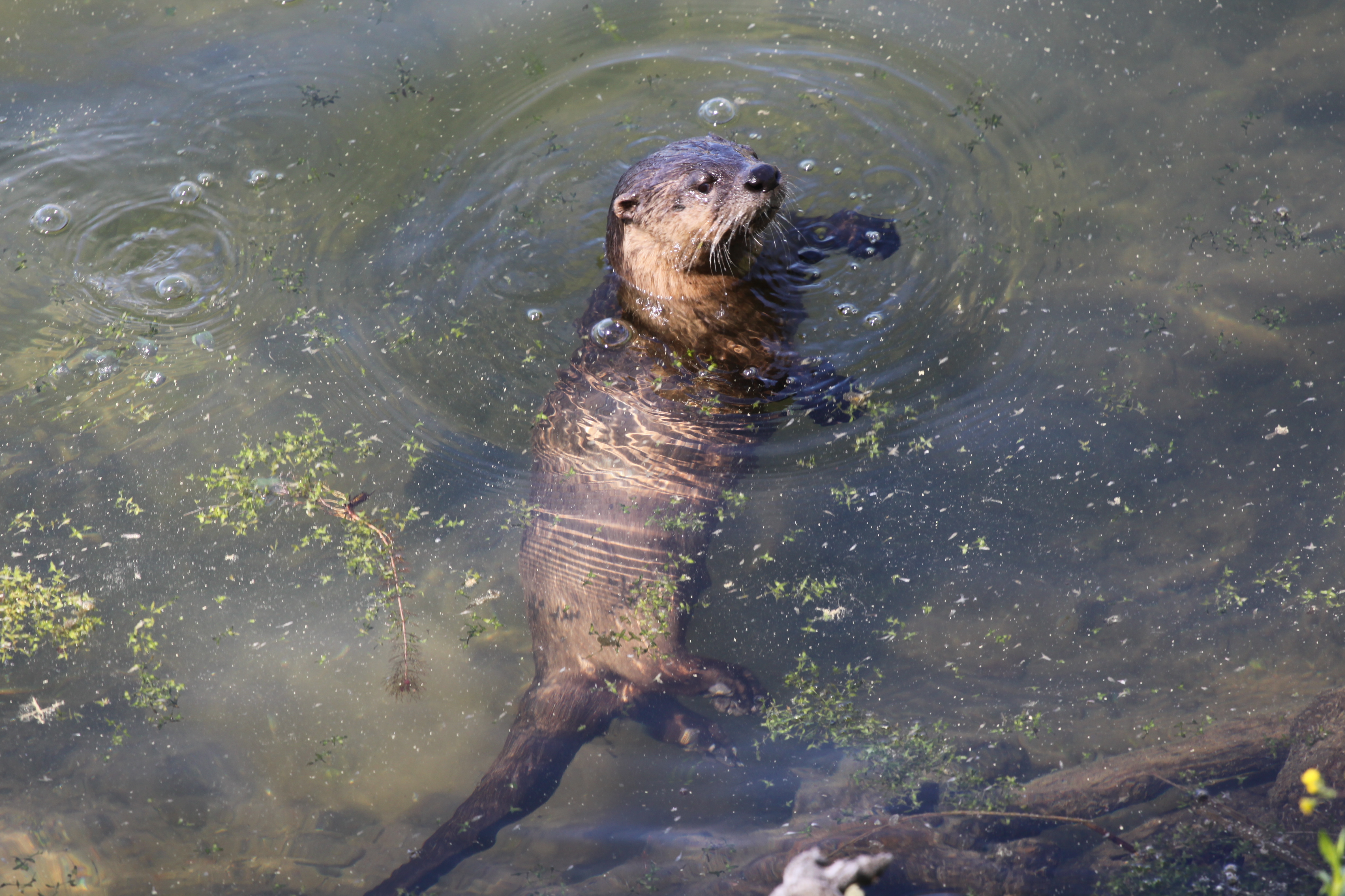 Lontra canadensis - ©Tom Serfass