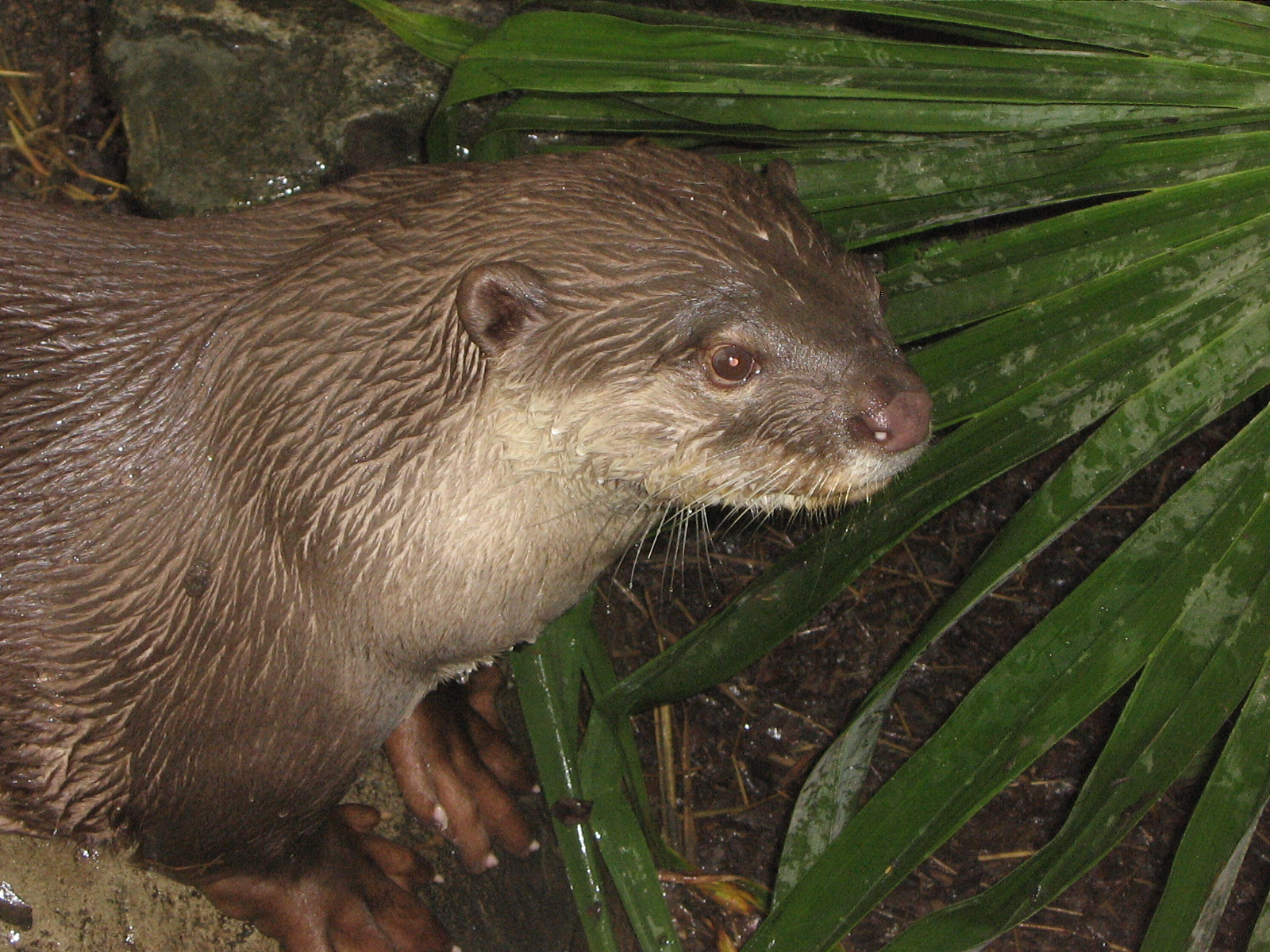 Head and shoulders of a smooth-coated otter looking right, with a large green leafy plant on the right hand side.  Copyright Lesley Wright