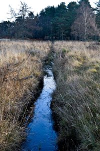 Photo of the study area.  The burn runs almost straight through grassland toward an area of woodland. Click for larger version.