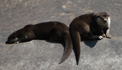 Two otters sitting together on a rock, one lying horizontally, the other slightly raised up looking directly at the camera. Good, clear photo showing shiny coats, large nose and characteristic head and paw shape for this species. Click for larger version.