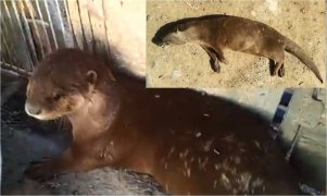 Live smooth-coated otter in trap.  Inset: same otter dead, lying on its right side on sandy substrate.  Click for larger version.