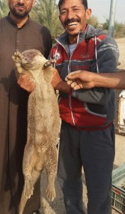 Smiling men hold up dead Eurasian otter by its forelimbs showing its underside.  Click for larger version.