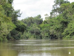 River with densely vegetated banks 
covered in trees and shrubs 
overhanging the water.  
Click for larger version.