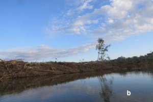 Same river with very little 
vegetation left on the banks, and
 only one tree remaining; banks
 immediately adjacent to the 
water have no cover at all.  
Click for larger version.