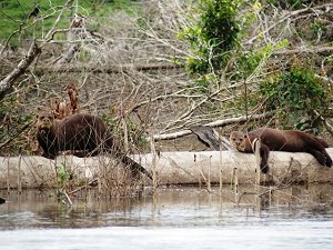 Two giant otters on a fallen tree 
trunk at the water's edge.  One 
on the left stands on the trunk, 
facing the camera, while the other
 lies sprawled over the log, also 
looking at the camera.  Dead and 
dying trees piled up on the bank 
behind the otters. 
Click for larger version. 