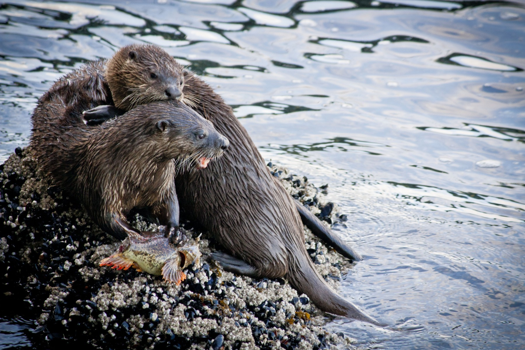 Lontra canadensis copyright Nesime Askin (OERS)