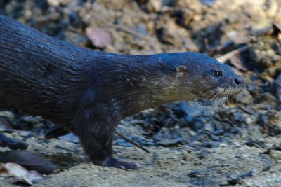 Clear side view of head and forequarters of an otter showing the dark colouration, white moustache and prominant nostrils.  Click for larger version