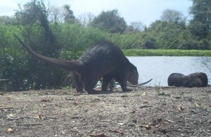 Two otters in the middle of the photo on a shingle river bank with the river beyond.  Another otter's tail at the left side of the photo, and another behind the right central otter; the fifth otter is lying closer to the water.  Vegetated banks with shrubs and trees further back from the water's edge.  Click for larger version. 