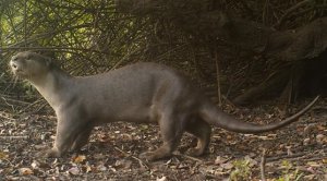 Side view of otter, head on left, standing on shingle river bank under shrub.  Head turned slightly toward camera.  Click for larger version