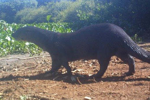 Side view of otter, head on left, standing on soil approaching water hyacinth with shrubs and trees in the background.  White "moustache" visible on muzzle.  Click for larger version