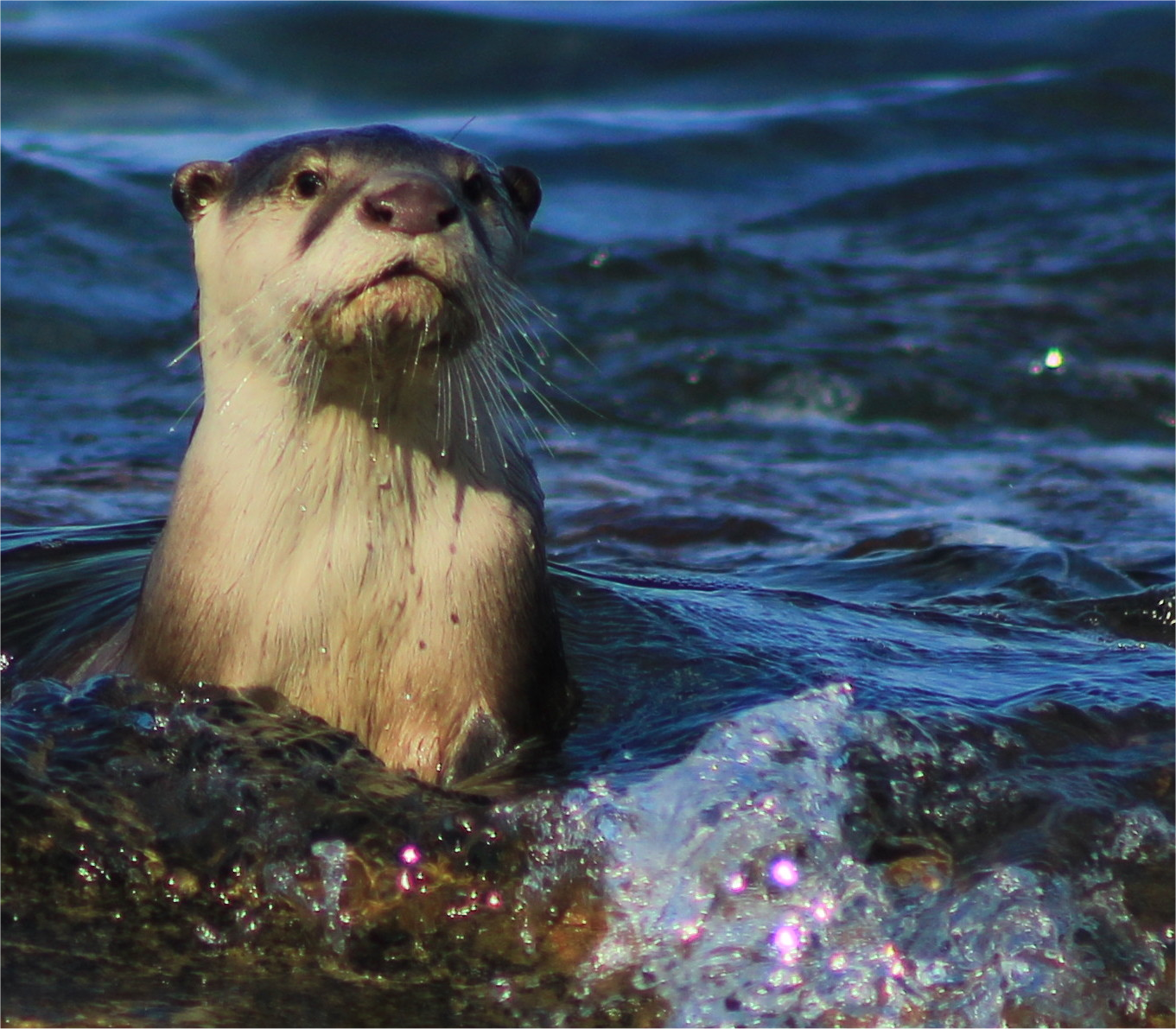 In the bottom left of the picture, a rock breaks the surface of rough water. Behind it,  an African Clawless otter bobs up out of the water and looks straight at the camera.