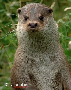 Lutra lutra, the Eurasian otter