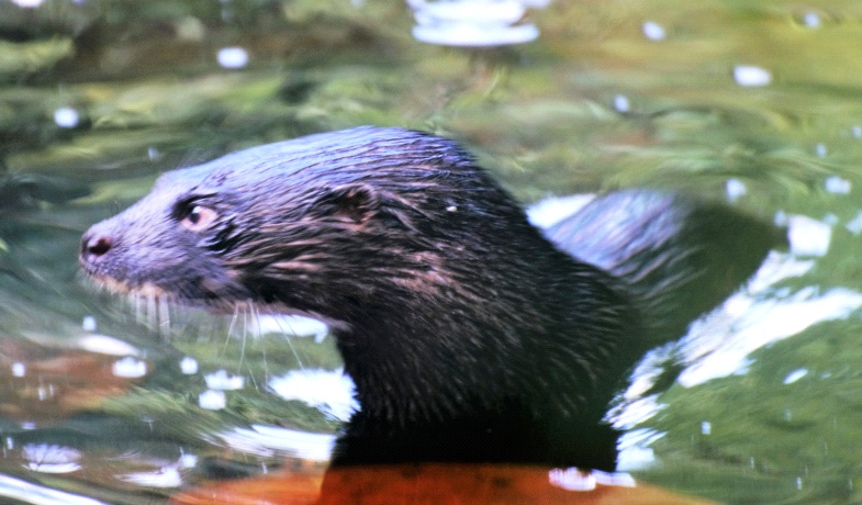 Otter looking to the left, showing the long, flat skull, as well as the white throat and moustache. Click for larger version