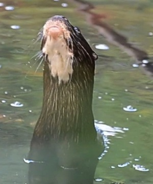 Close-up of ventral view of otter's head, clearly showing the white throat patch, the white moustache on the upper lip and the wide rhinarium.  Click for larger version.