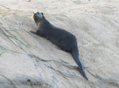 Smooth-coated otter lying on its belly, head to the upper left, tail lower right, otter's head turned to face the camara.  The bank is steep and sandy; the otter is almost at the top, where the sand levels off.  Some reed debris on the sand near the otter. Click for larger version