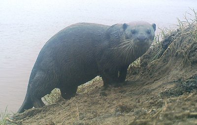 Otter walking up steep, sandy bank with grass at the top, with the river in the background; otter's head turned to face the camera. Click for larger version