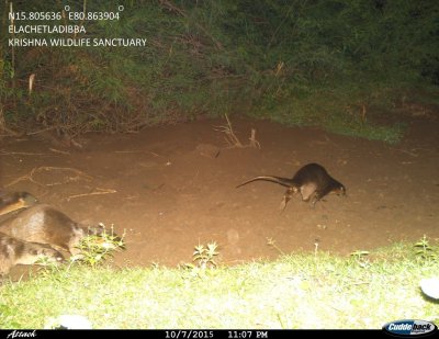 Sandy area running across the centre of the picture with grass below and grass and scrub above.  Three otters entering the picture on the left hand side.  One otter walking away in the right centre of the photo, with the strong tail and large webbed paws clear. Click for larger version