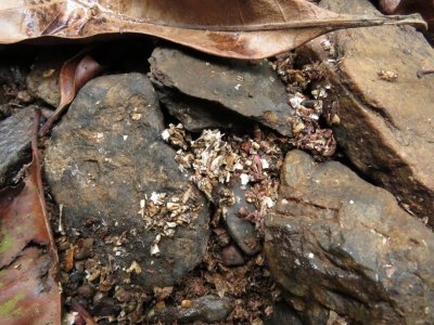 Scattering of small shell fragments on small rocks, being the eroded remains of spraint.  Click for larger version.