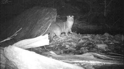 Water in the foreground, otter in the centre, standing sideways, head turned toward the camera, showing eye shine. Otter is larger than that in Figure 5, longer in shape, more heavily muscled shoulders, and longer tail. Large rock and vegetation in the background. Click for larger version.