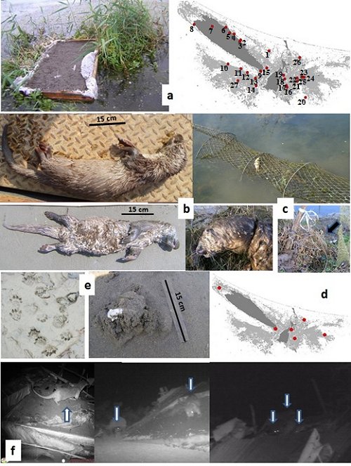 Distribution of Eurasian Otter in the Anzali wetland, around the inflowing rivers and fish farm ponds. Click for larger version.