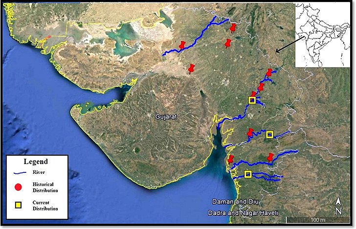 Inset map of India shows the position of Gudgerat on the west side on the coast.  Main map shows Gudgerat, the courses of the major rivers, the positions of historical records of smooth-coated otters (ten locations on most of the main rivers and their catchments) and current records (three records, on three separate major rivers).  Click for larger version