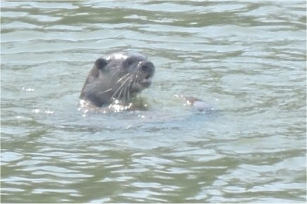 Head of smooth coated otter sticking up out of the water facing right, Click for larger version