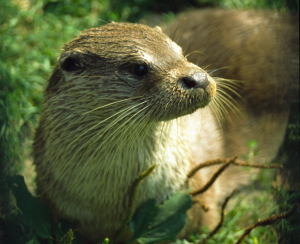 Face of Eurasian Otter, looking towards the camera, facing right